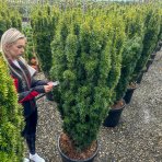 Tis obyčajný (Taxus baccata) ´DAVID´ - výška 130-150 cm, kont. C55L